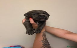 Cane Corso dogs for sale: Cane corso puppies  - Image 14