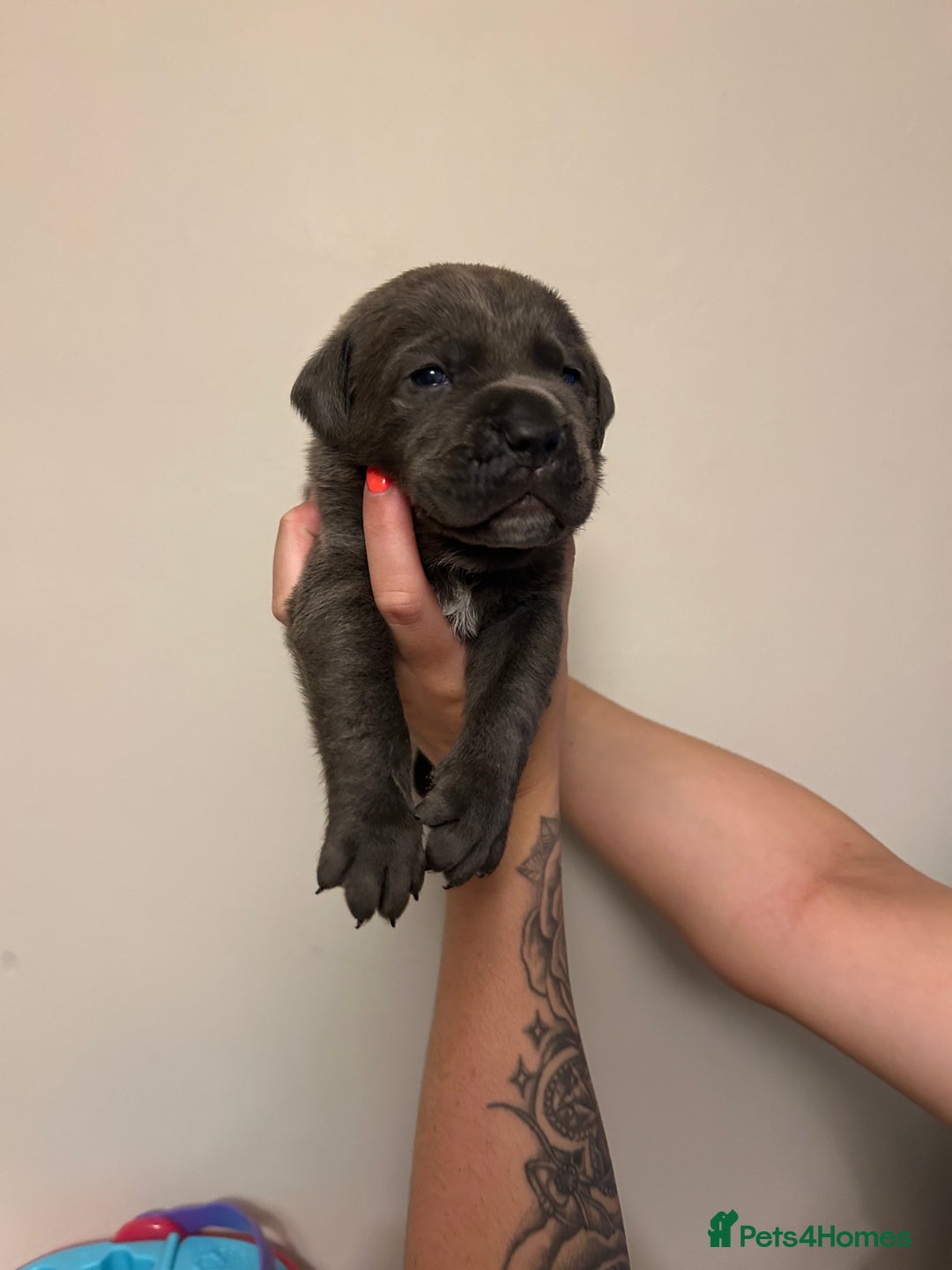 Cane Corso dogs for sale: Cane corso puppies  - Image 14