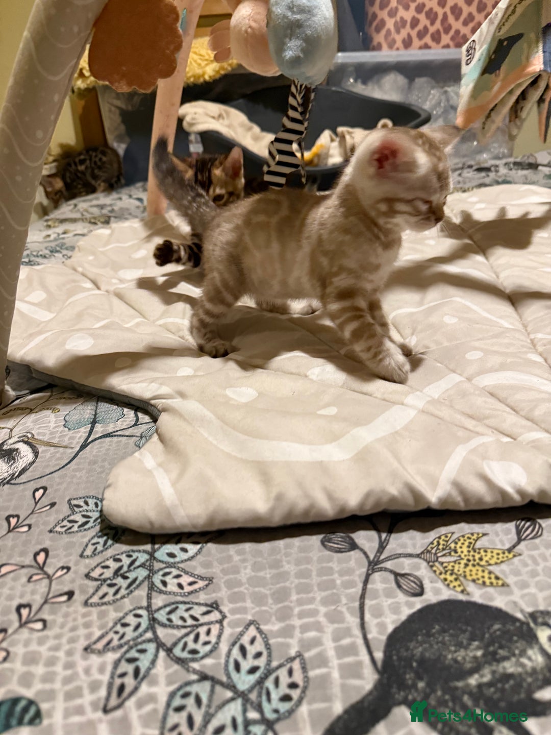 Bengal cats for sale: Pedigree TICA reg 🐾 Bengal Kittens 🐱  - Advert 7