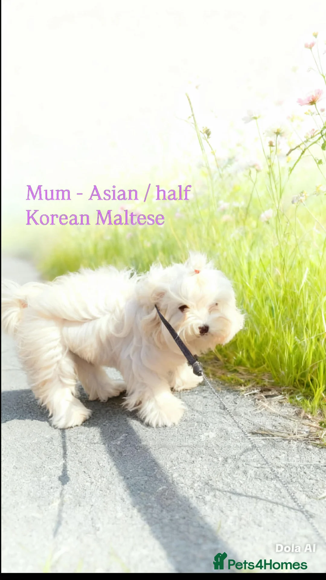 Maltipoo dogs for sale: Reduced F1 Maltipoo Male - Advert 8