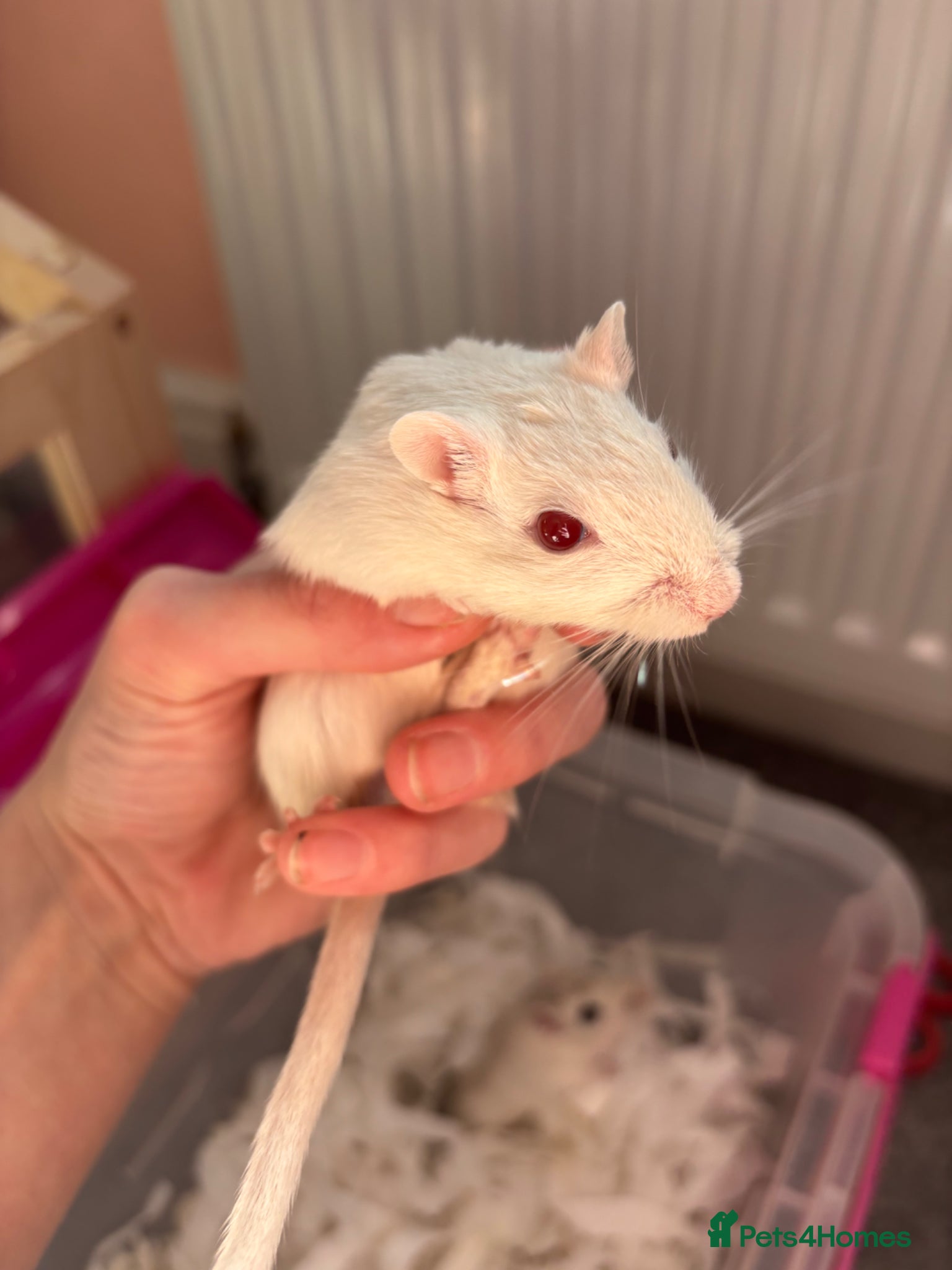 Gerbil rodents 2 male gerbils for rehoming with cage  - Advert 4