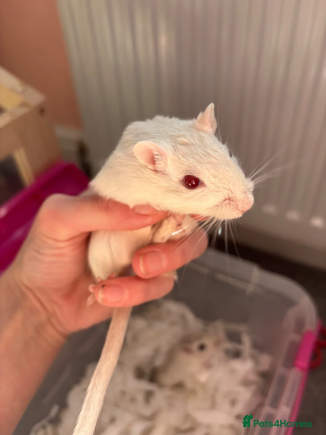 Gerbil rodents for sale: 2 male gerbils for rehoming with cage  - Advert 1