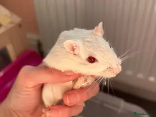 Gerbil rodents 2 male gerbils for rehoming with cage - Advert 7