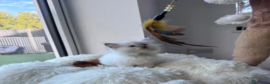 Ragdoll 7