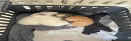 Manx cats for sale: kittens  - Advert 11