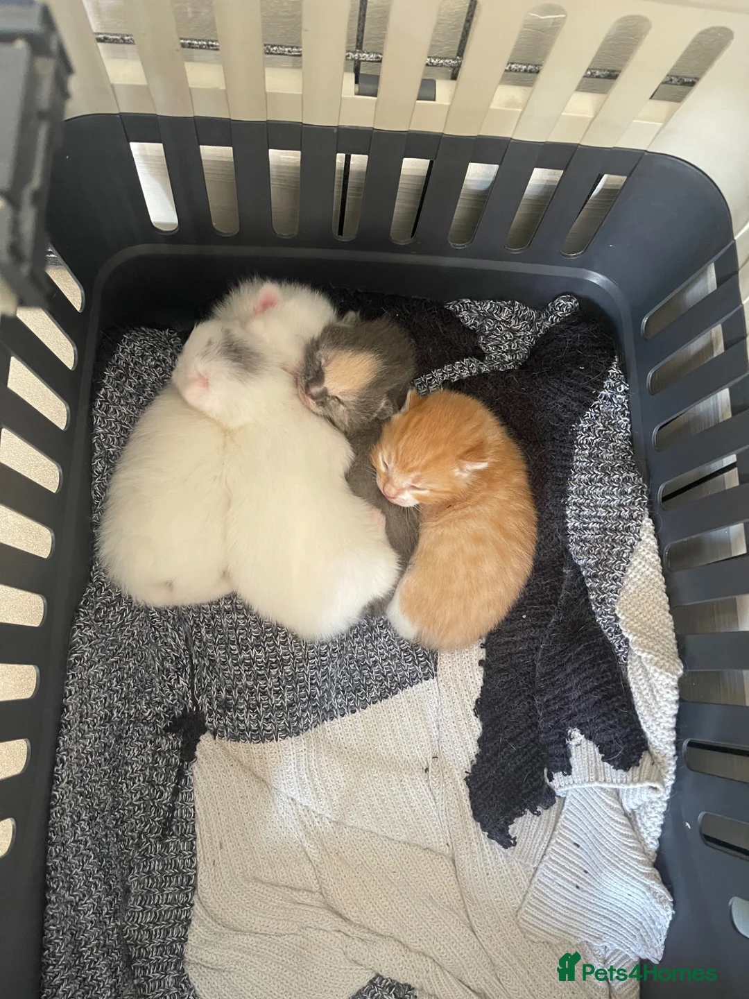 Manx cats for sale: kittens  - Advert 11