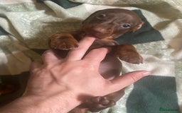 Dachshund dogs for sale: Standard Dachshund Puppies (KC registered) - Image 10