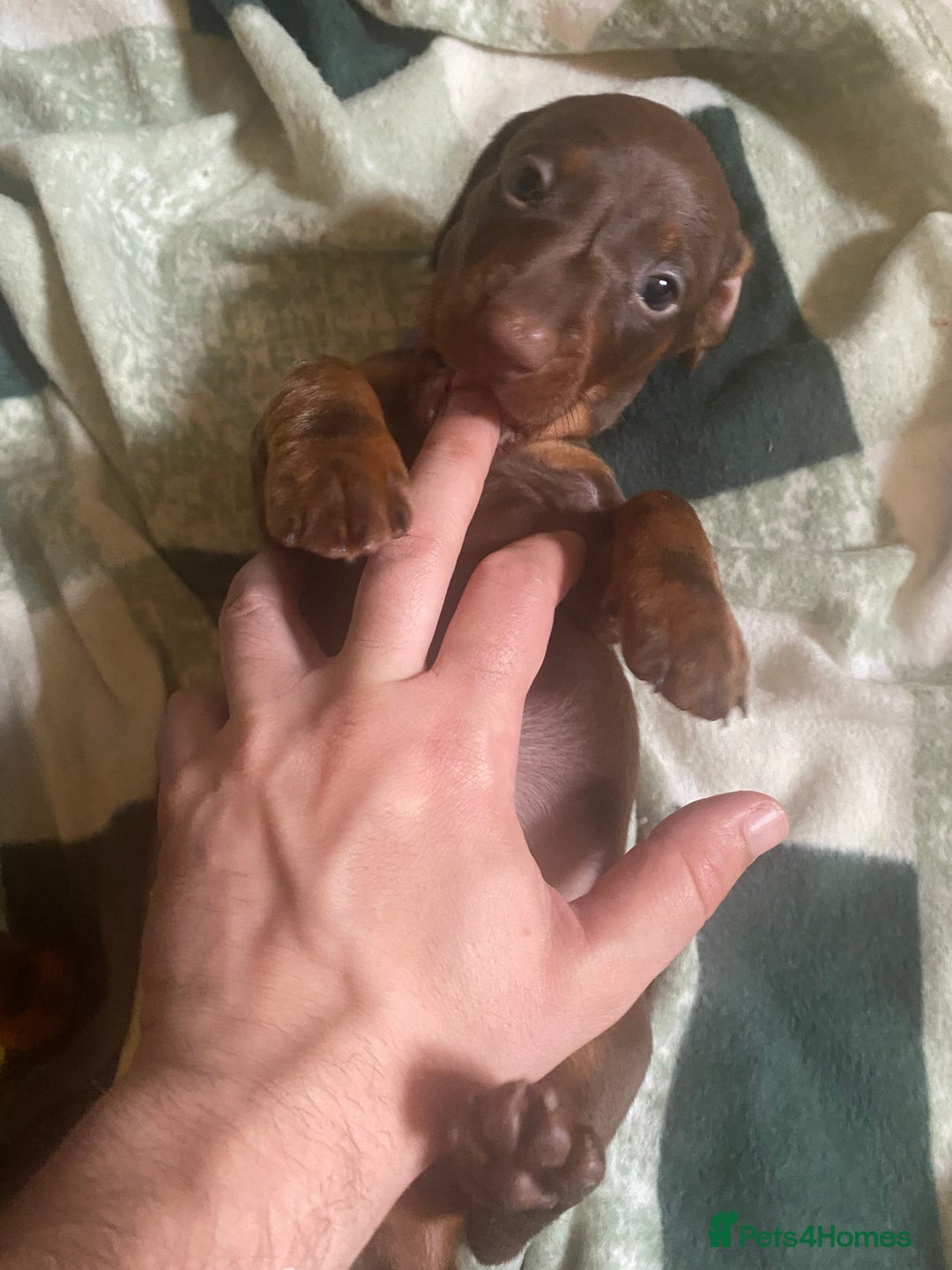 Dachshund dogs for sale: Standard Dachshund Puppies (KC registered) - Image 10
