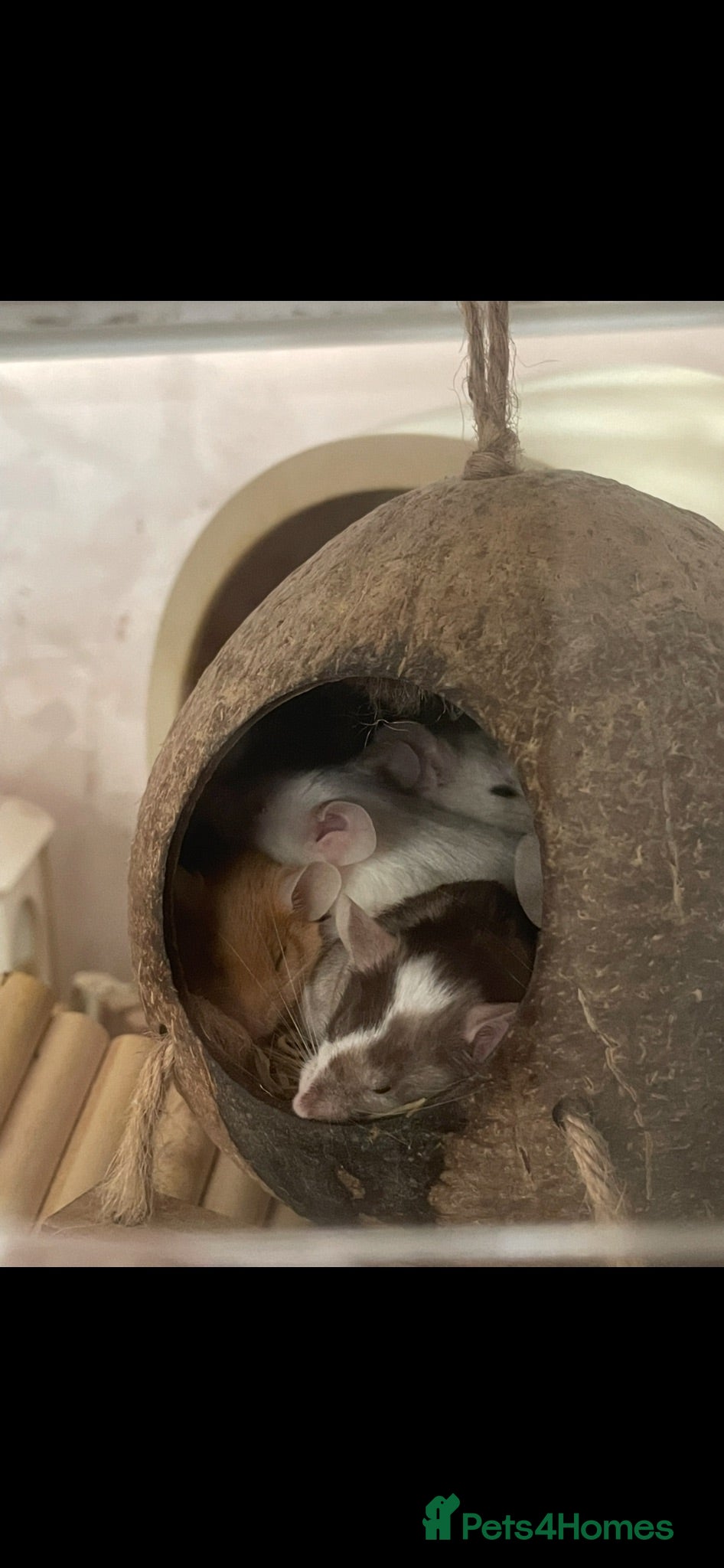 Mouse rodents 4 pet mice for sale - please read full description - Advert 1