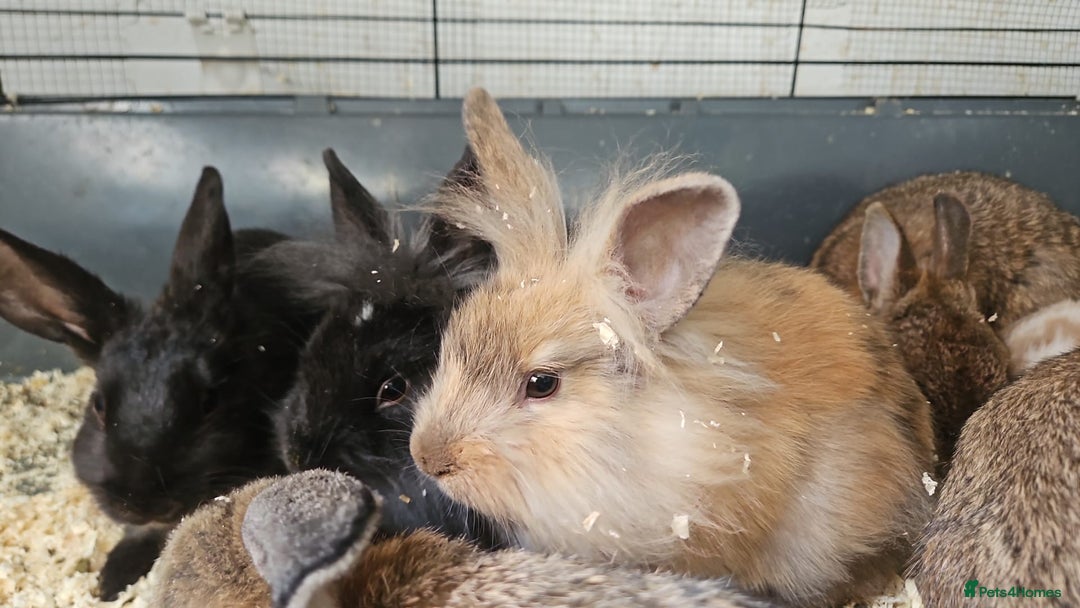 Lionhead rabbits for sale: Lion heads in Wigan - Image 30