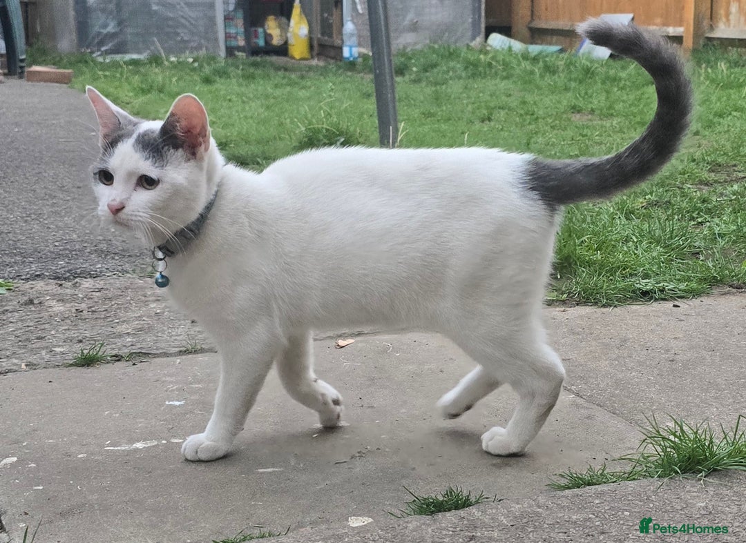 Mixed Breed cats for sale: Mix breed 2 kittens to rehome  - Image 4