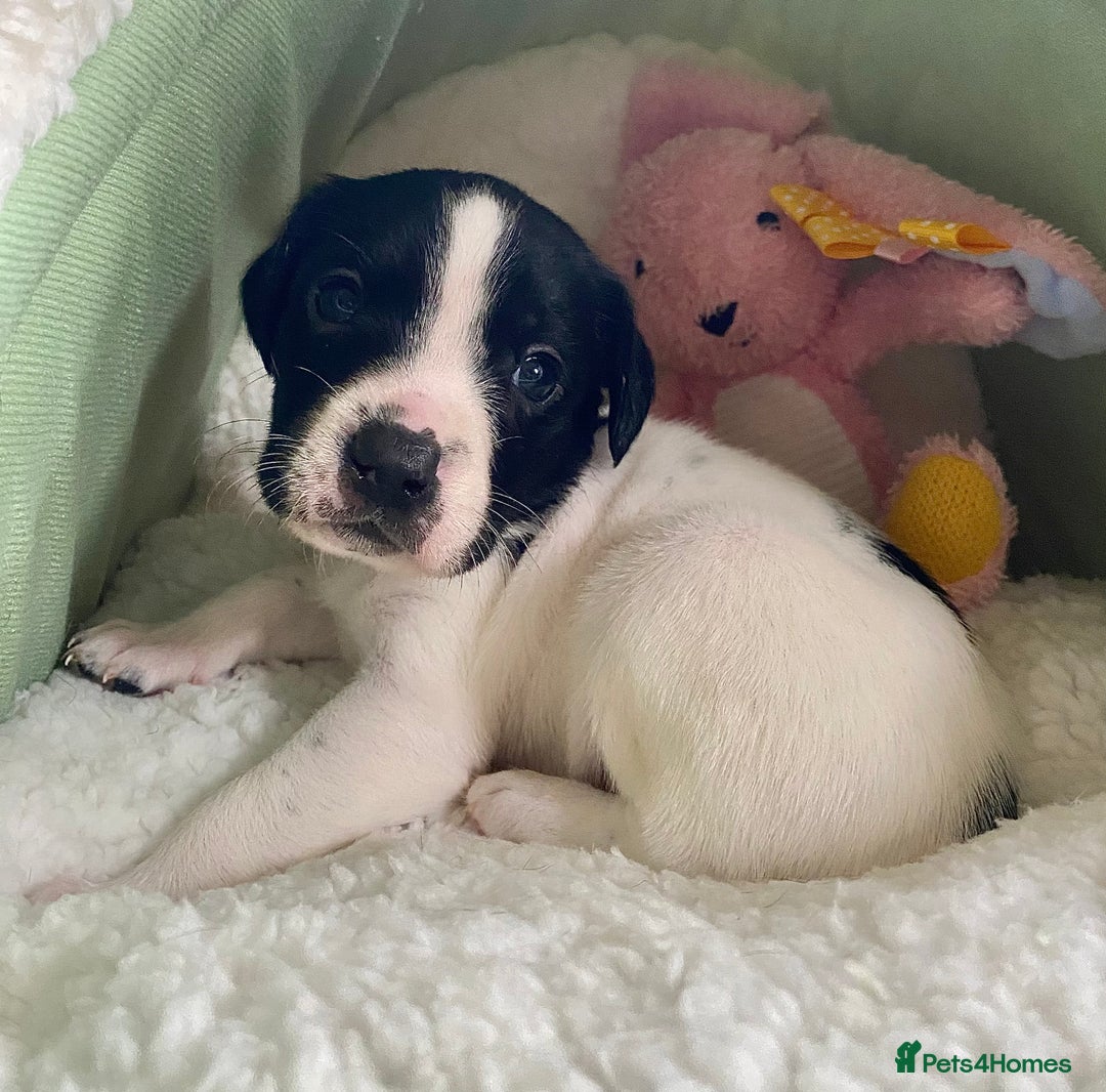 Springador dogs for sale: STUNNING SPRINGADOR PUPPIES  - Image 23