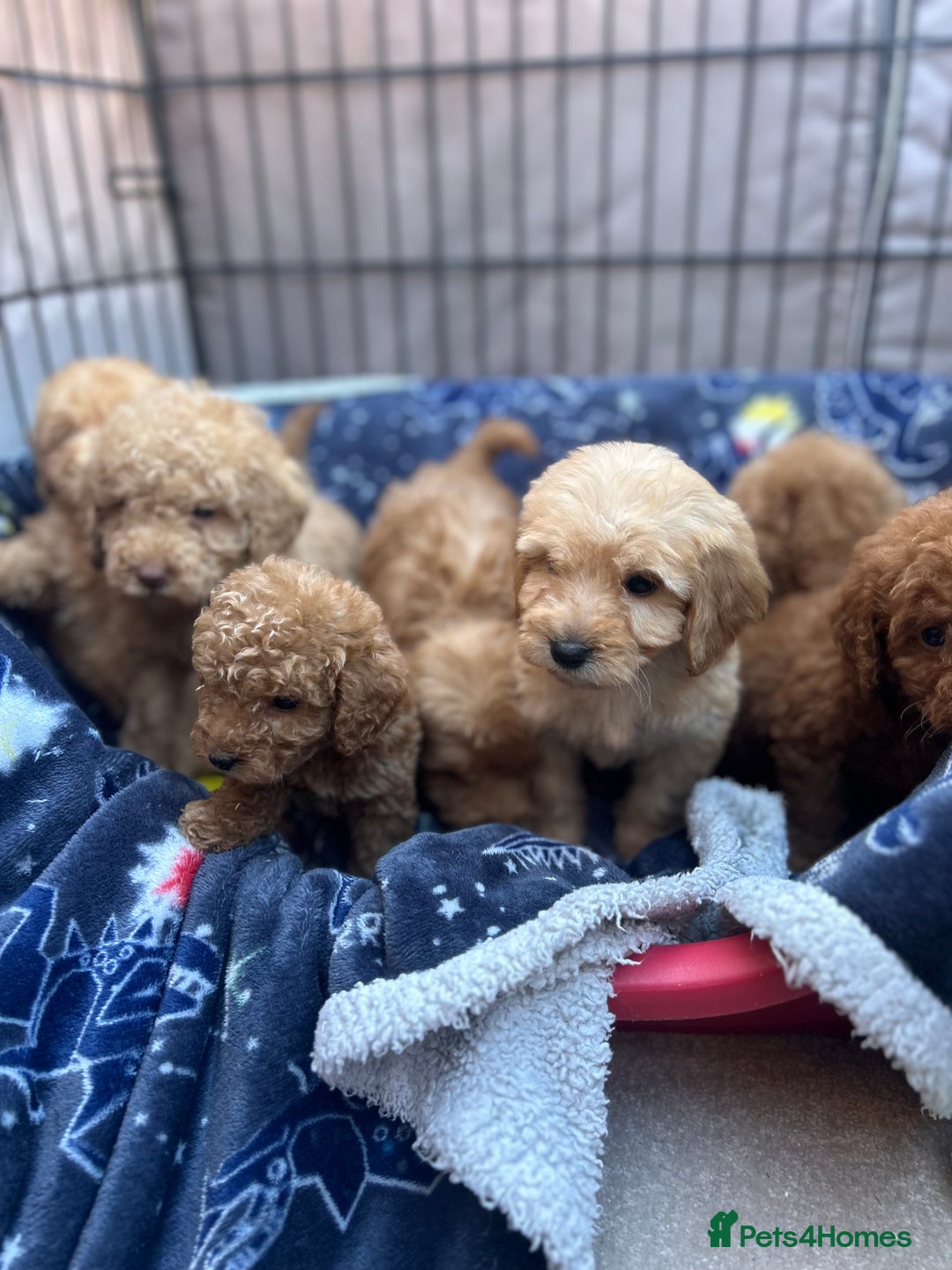 Cockapoo dogs for sale: 8 weeks old beautiful Cockapoo puppies  - Image 7