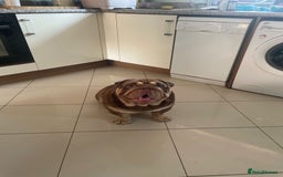English Bulldog dogs for sale:  BRITISH BULL DOG .please the Description!  - Image 8