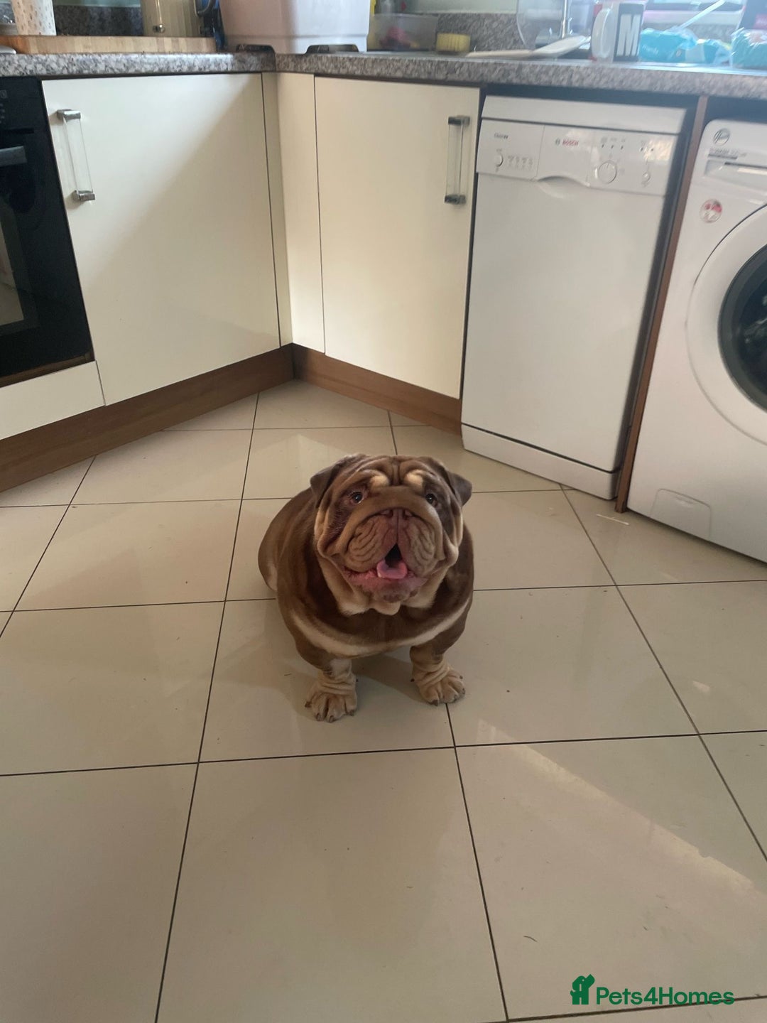 English Bulldog dogs for sale:  BRITISH BULL DOG .please the Description!  - Image 8