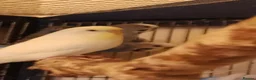 Budgerigars birds for sale: 2 pairs of adult budgies  - Advert 1