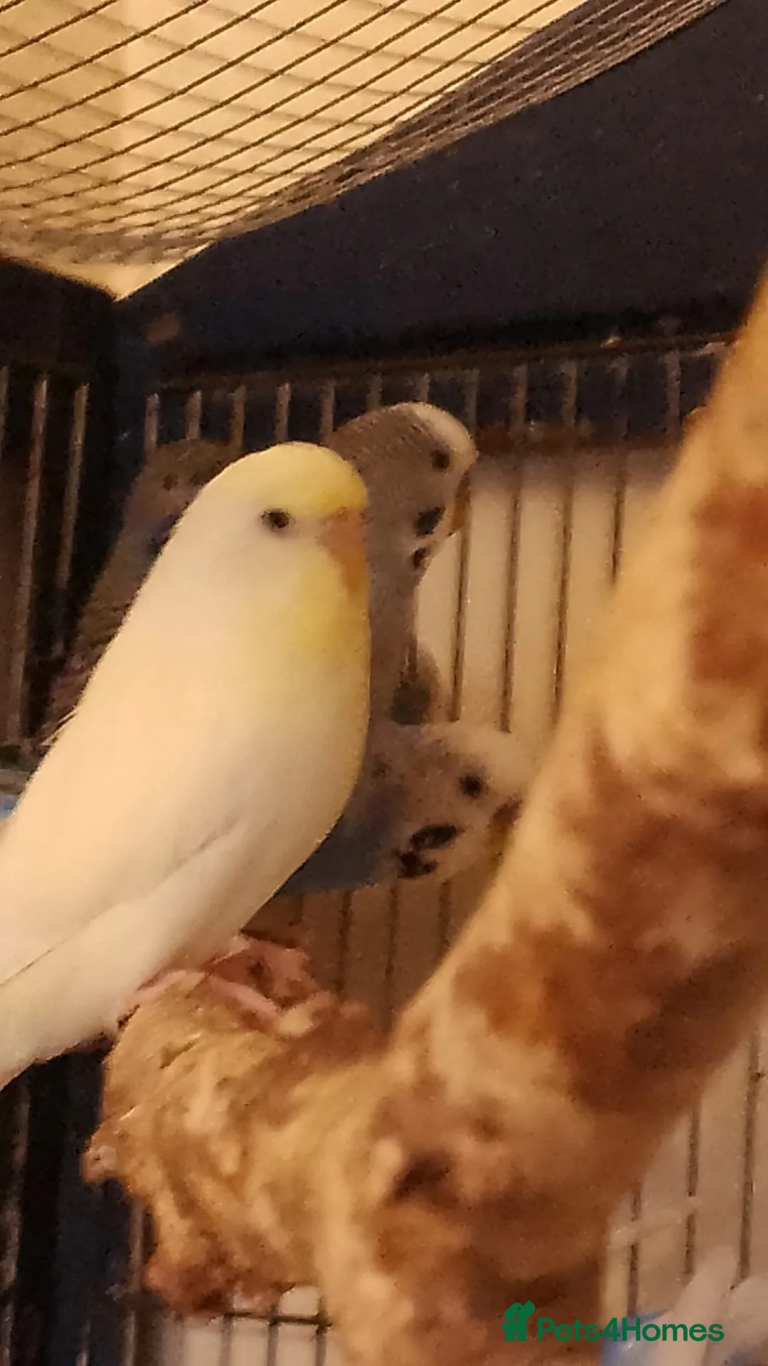 Budgerigars birds for sale: 2 pairs of adult budgies  - Advert 1