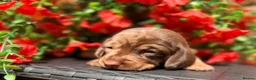 Miniature Dachshund dogs for sale: Long haired miniature dachshund  - Advert 25