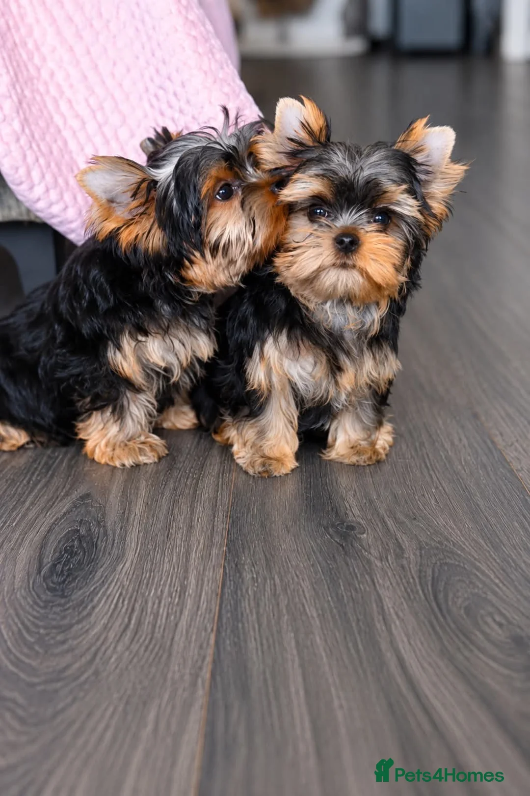 Yorkshire Terrier dogs for sale: Little girls looking for forever home  - Advert 1