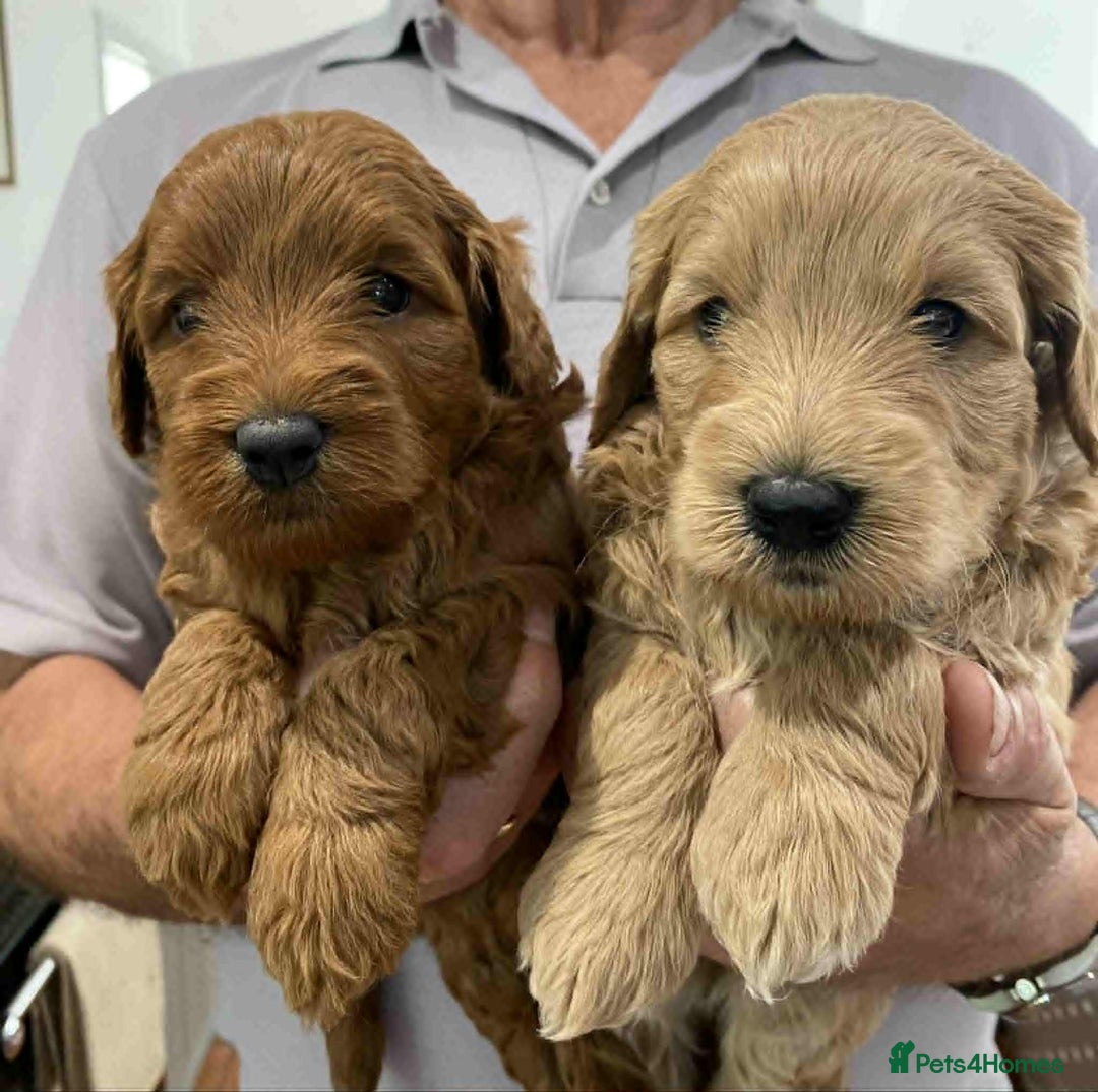 Labradoodle dogs for sale: Beautiful Labradoodle puppies - Image 5