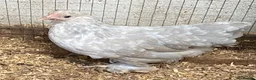 Chickens poultry for sale: Pekins various colours ages and sexes - Advert 4