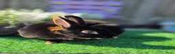 Rex rabbits for sale: Black Tan Mini Rex Doe Available  - Advert 4