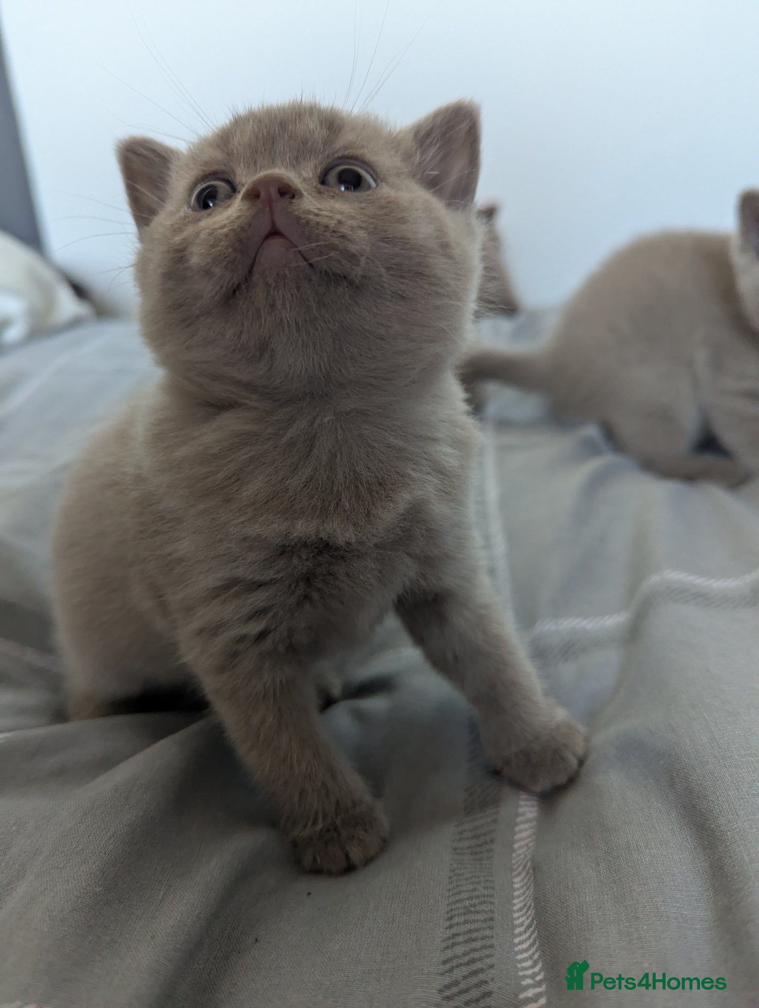 British Shorthair cats Lilac purebred British Shorthair kittens - Advert 1