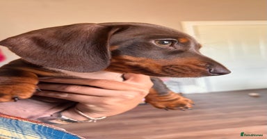 Miniature Dachshund dogs - Advert 5