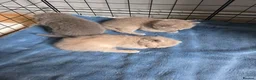 British Shorthair cats for sale: 4 British Shorthair kittens for sale - Advert 16