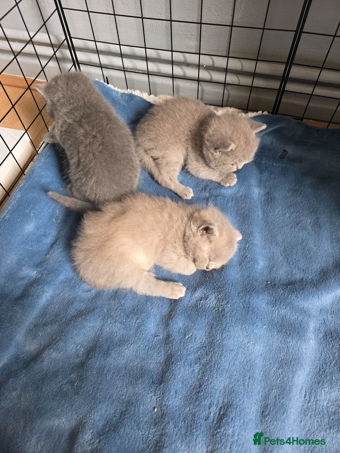 British Shorthair cats for sale: 4 British Shorthair kittens for sale - Advert 16