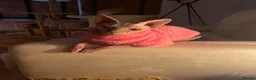Sphynx cats for sale: Special person wanted for loving girl sphynx  - Advert 1