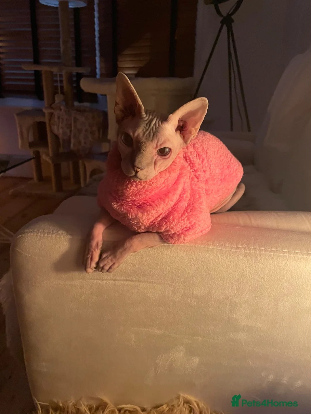 Sphynx cats for sale: Special person wanted for loving girl sphynx  - Advert 1
