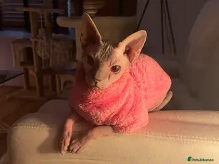 Sphynx cats Special person wanted for loving girl sphynx - Advert 6