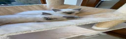 Ragdoll cats for sale: Ragdoll beauties - Advert 7