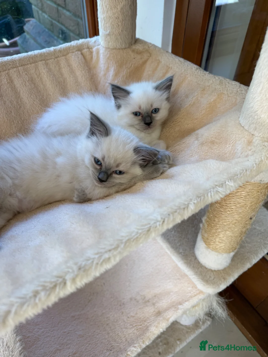 Ragdoll cats for sale: Ragdoll beauties - Advert 7
