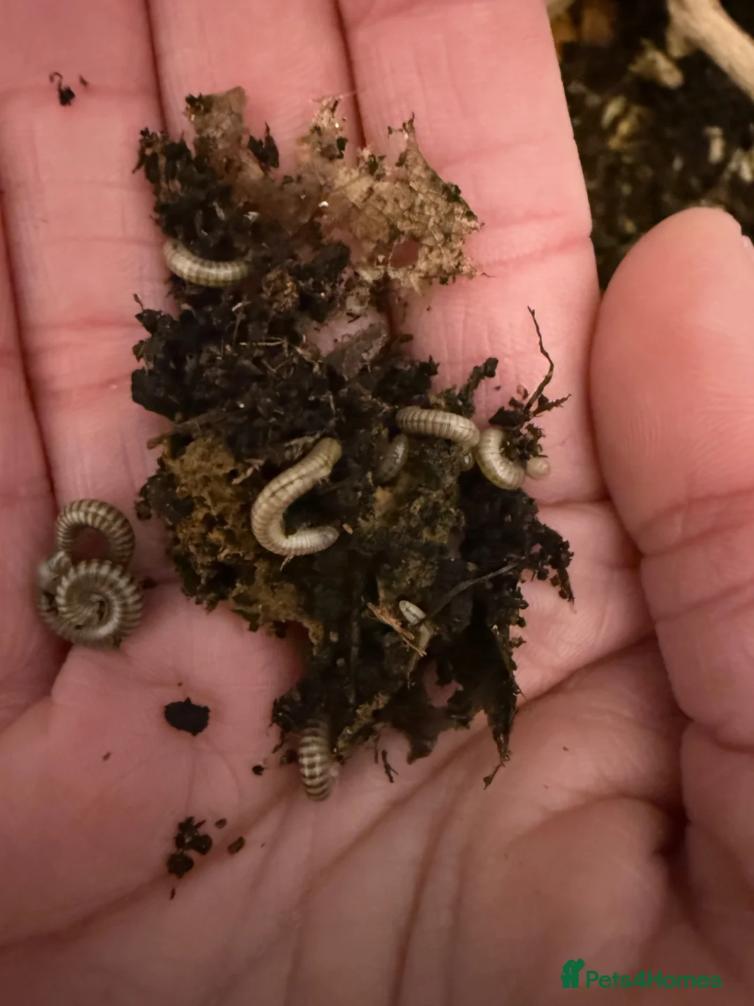 Millipedes invertebrates for sale: Bumblebee millipedes for sale  - Advert 2