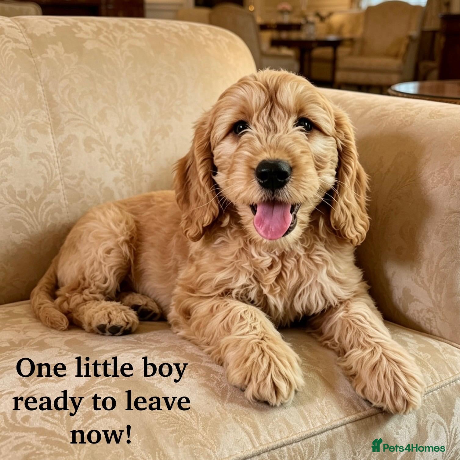 Mini Goldendoodle dogs F1 mini pups, Licensed Breeder & POLICE K9 Trainer - Advert 1