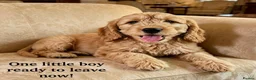 Mini Goldendoodle dogs for sale: F1 mini pups, Licensed Breeder & POLICE K9 Trainer - Advert 1