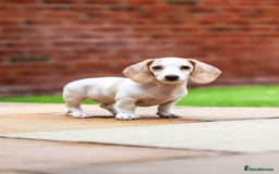 Miniature Dachshund dogs for sale: Miniature cream dachshund - Image 10
