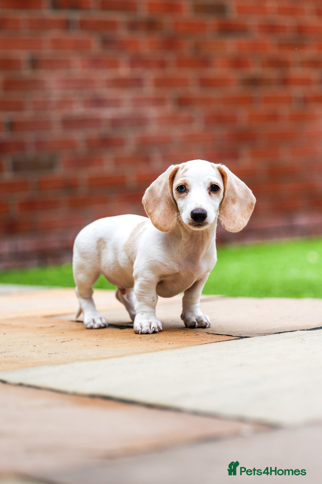 Miniature Dachshund dogs for sale: Miniature cream dachshund - Image 10