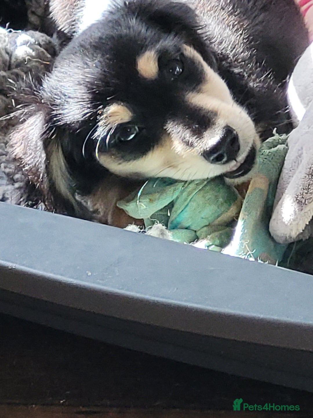 Miniature Dachshund dogs for sale: KC Black and Cream  ready now - Image 1