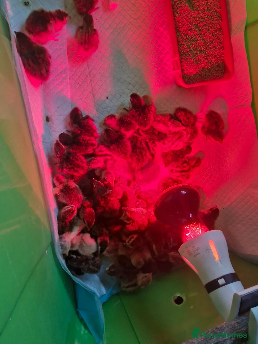 Quail poultry for sale: 70 Quail Chicks for Sale - Advert 4