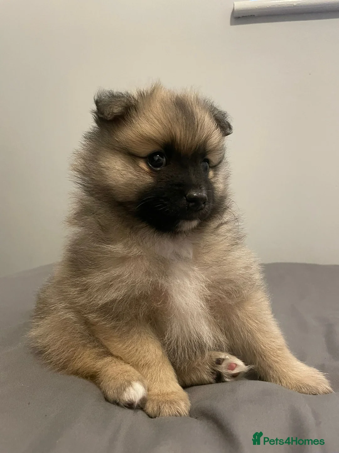 Pomeranian dogs for sale: Two male Pomeranian puppies for sale - Advert 24