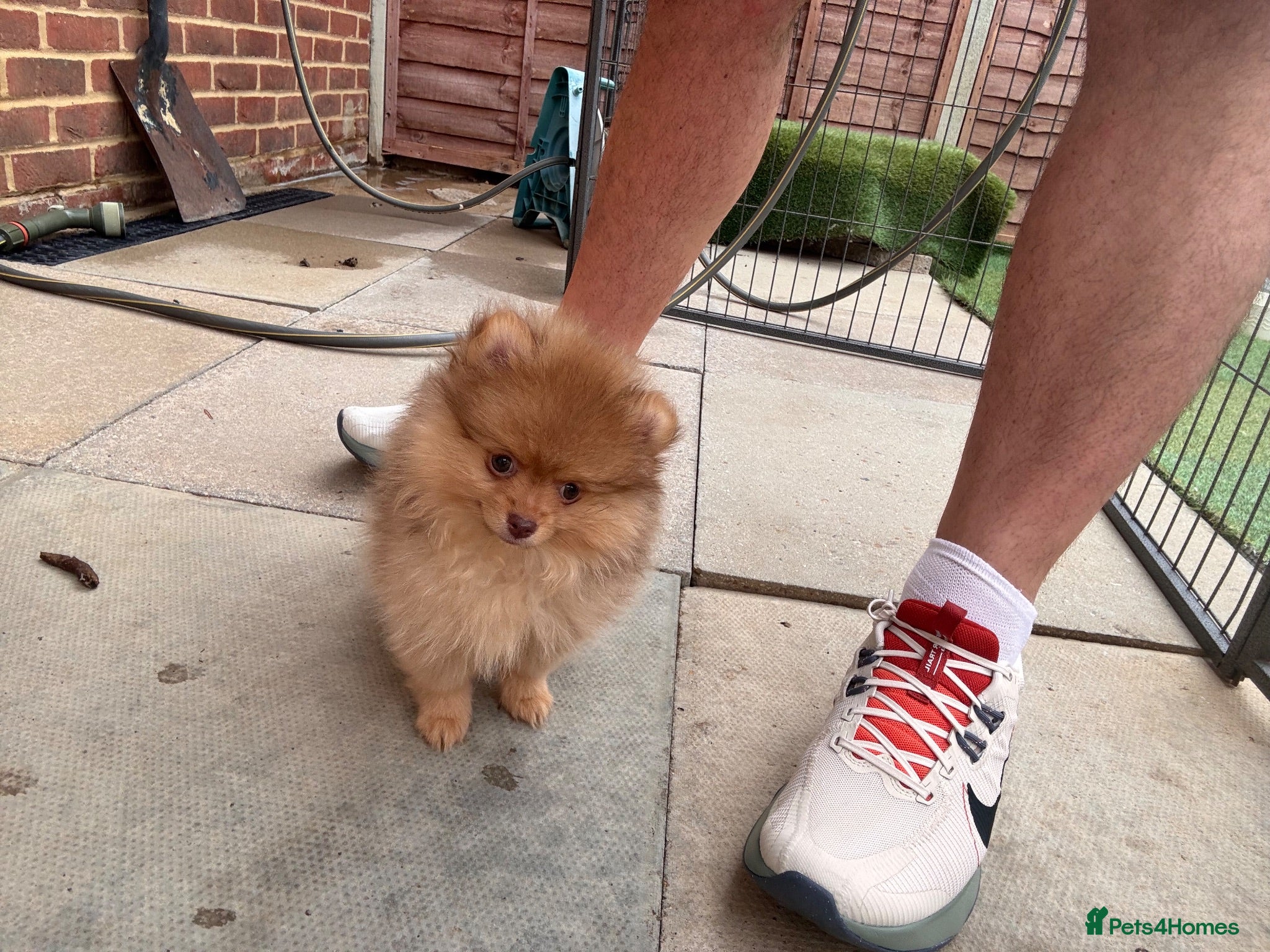 Pomeranian dogs Champion bloodlines Pomeranian  - Advert 2