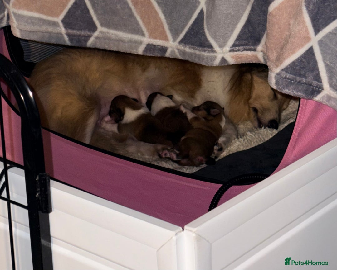 Shetland Sheepdog dogs for sale: Sable & white Male Shetland Sheepdog Puppy - Advert 9