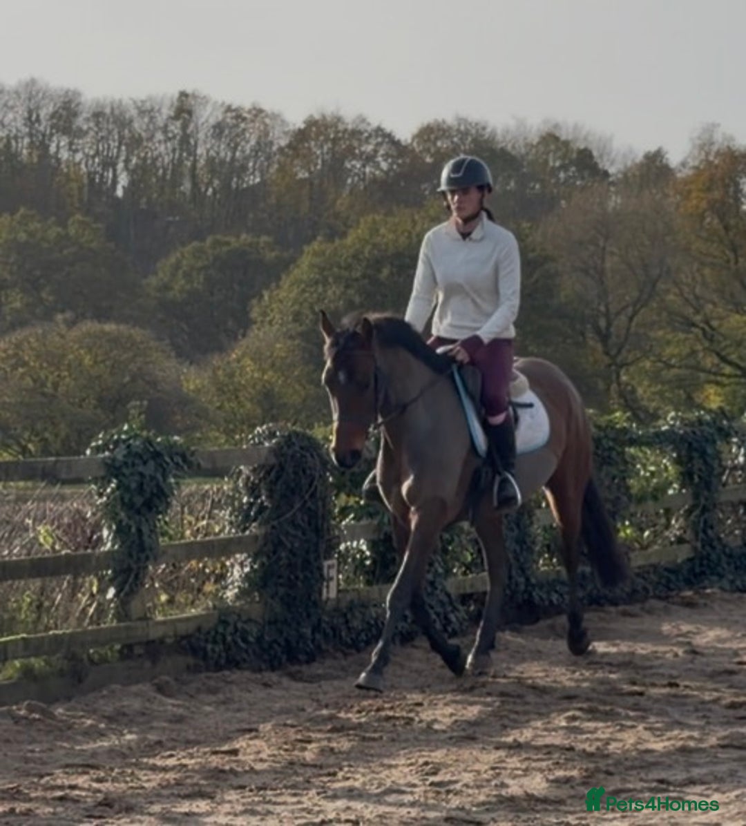 Other Breed horses for sale: Easy Allrounder  - Advert 12