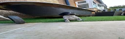 Cocker Spaniel dogs for sale: 🐾 Beautiful Cocker Spaniel Puppies 🐾 - Advert 4