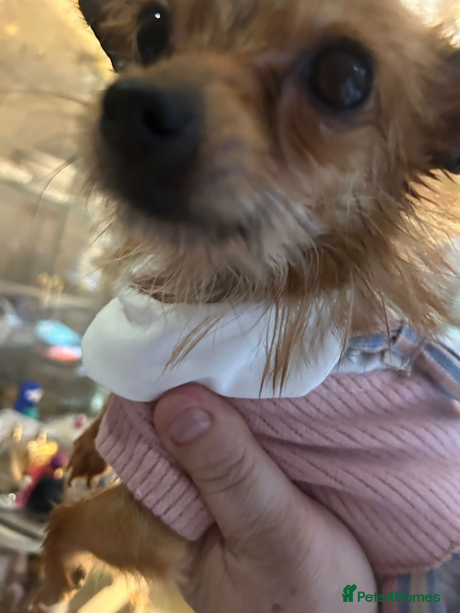 Chorkie dogs Chorkie  - Advert 2