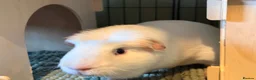 Guinea Pig rodents for sale: X3 Male Guniea Pig in Gateshead - Advert 11