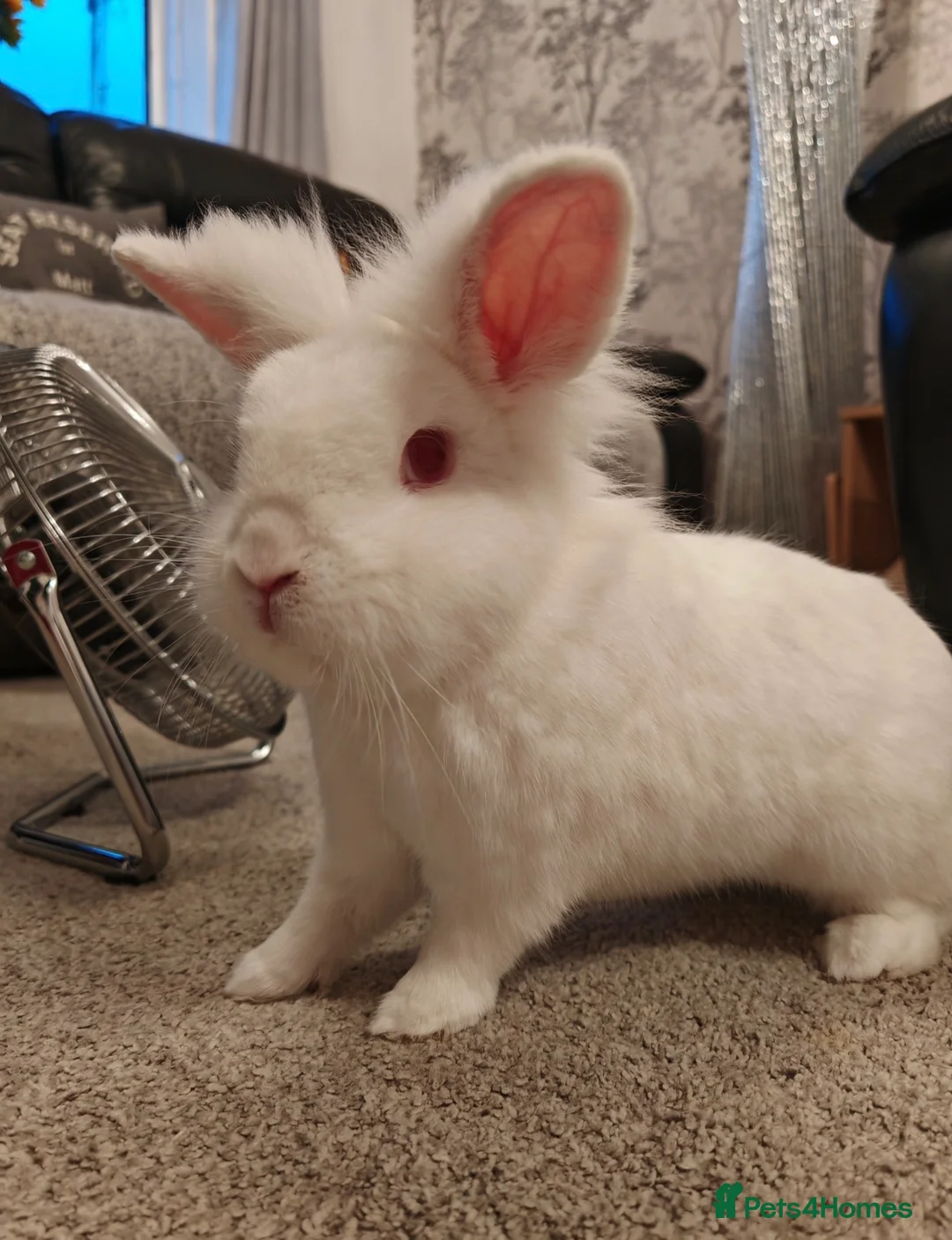 Mini Lop rabbits for sale: X4 rabbits looking for new home (see description)  in South Shields - Advert 15